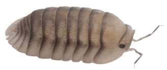 an isopod atop the members list